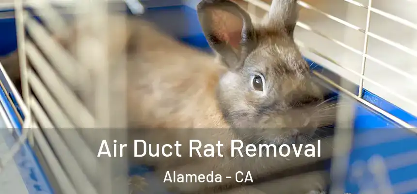  Air Duct Rat Removal Alameda - CA