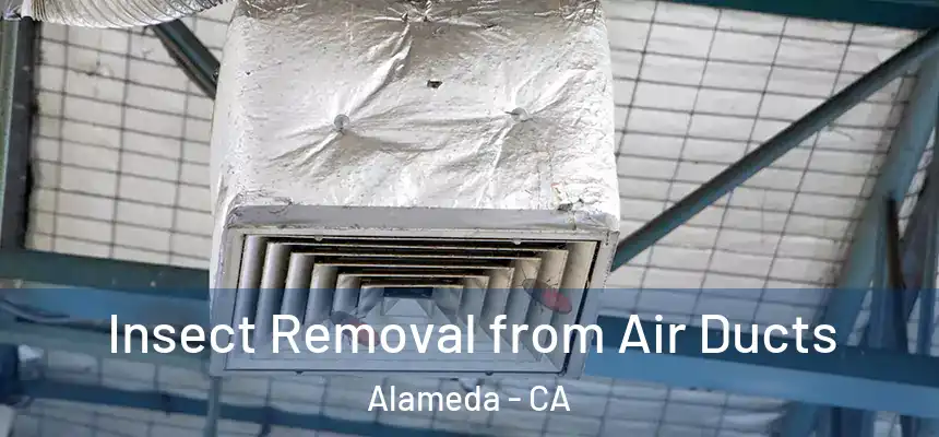 Insect Removal from Air Ducts Alameda - CA