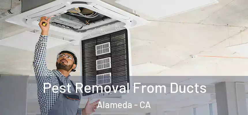 Pest Removal From Ducts Alameda - CA